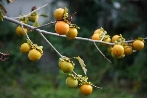 Persimmon Tree Stock Photos