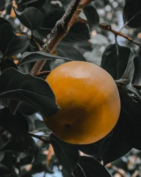 Persimmon on the tree Foto stock