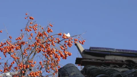 Persimmon tree pigeon persimmon in the yard Stock Footage 221889230