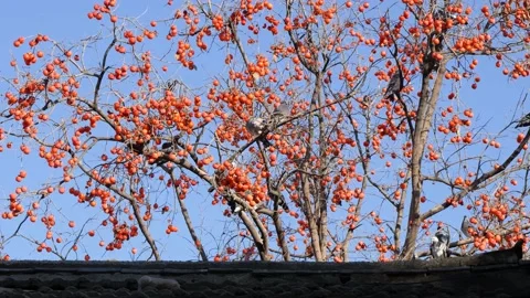 Persimmon tree pigeon persimmon in the yard Stock Footage 221891144