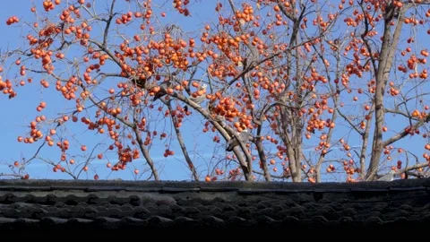 Persimmon tree pigeon persimmon in the yard Stock Footage 221916928