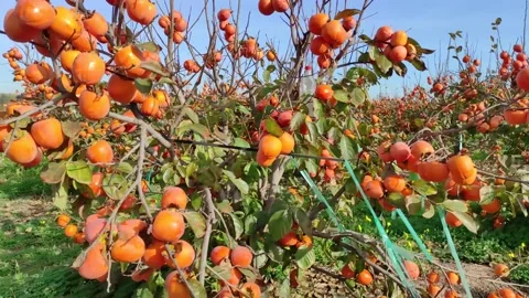 Persimmon tree with ripe fruits 스톡 동영상 181449448
