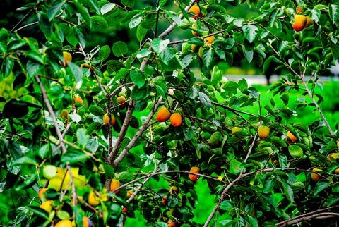 Persimmon tree with Ripe orange persimmons fruit in autumn garden in Korea 스톡 사진