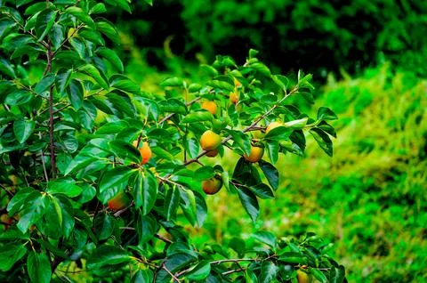 Persimmon tree with Ripe orange persimmons fruit in autumn garden in Korea 写真素材