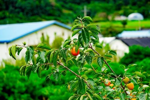 Persimmon tree with Ripe orange persimmons fruit in autumn garden in Korea Stock Photos