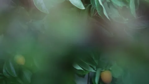 Persimmon tree in Sonoma, CA - 1080p HD 스톡 동영상 8969557