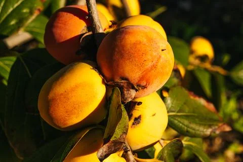Persimmon trees full of persimmons on the branches. Stock Photos