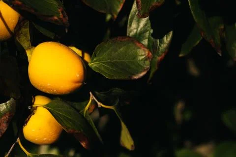 Persimmon trees full of persimmons on the branches. Stock Photos