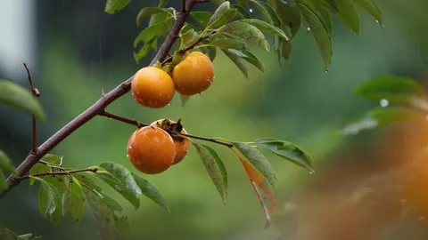 Persimmon trees with persimmon fruit and autumn rain, rain sound ASMR Stock Footage 325837935