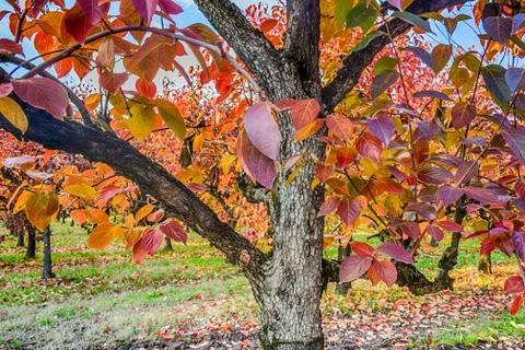 Persimmon trees in regular files Foto stock