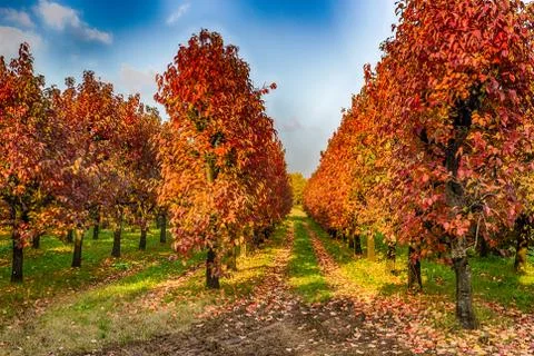 Persimmon trees in regular files Stock Photos
