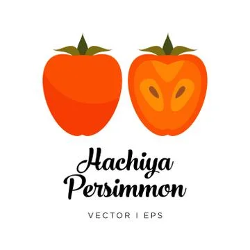 Persimmon vector editable illustration, Hachiya type. Kaki drawn in flat simp イラスト素材