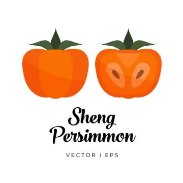 Persimmon vector editable illustration, Sheng type. Kaki drawn in flat simple イラスト素材