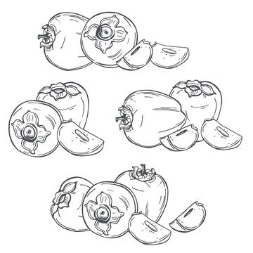 Persimmon. Vector illustration. Stock Illustration