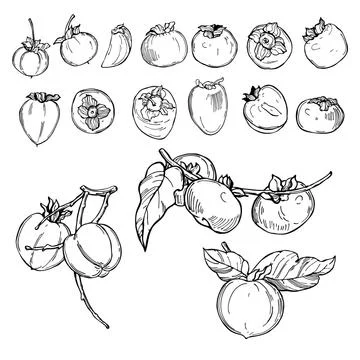 Persimmon. Vector sketch illustration. Stock Illustration