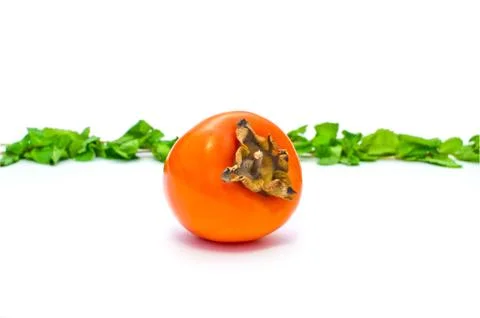 Persimmon on a white background Stock Photos