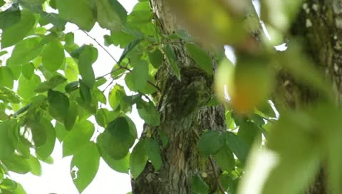 Persimmon1 스톡 동영상 10916359