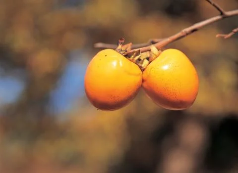 Persimmons with Branch Stock Photos
