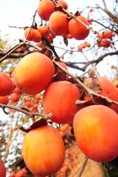 Persimmons in branches Stock Photos