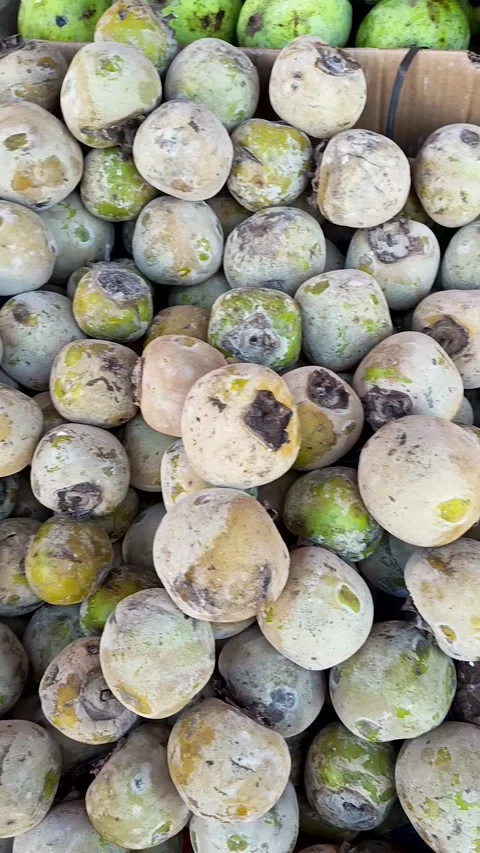 Persimmons Video stock 310183443