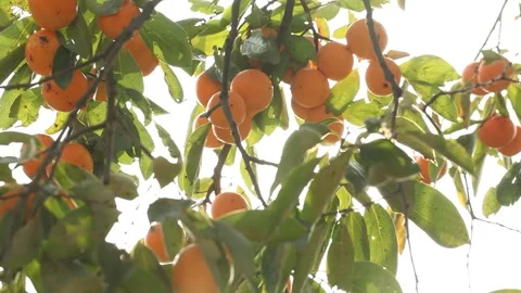 Persimmons on a green tree Video stock 303115566