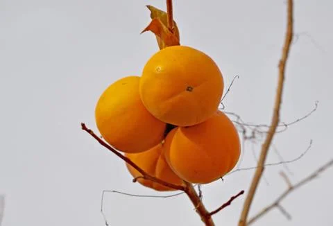 Persimmons on persimmon tree Stock Photos