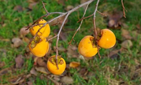 Persimmons on persimmon tree Stock Photos