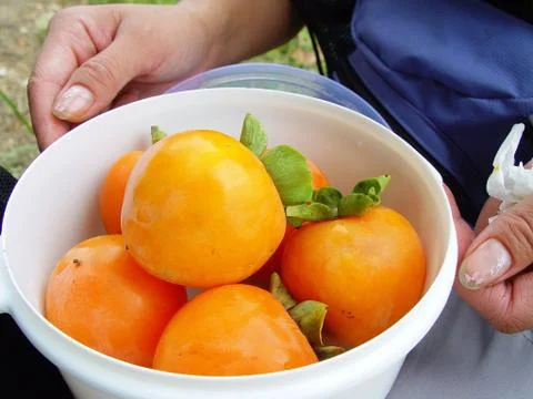 Persimmons 스톡 사진