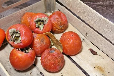 Persimmons Stock Photos