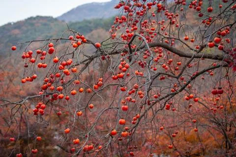 Persimmons ripen on the tree Stock Photos
