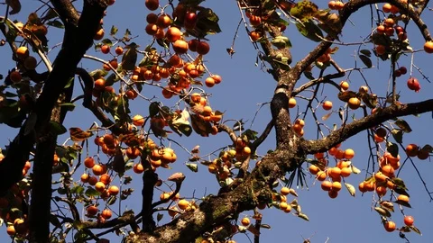 Persimmons swaying in the wind, 4K, handheld Stock Footage 97036719