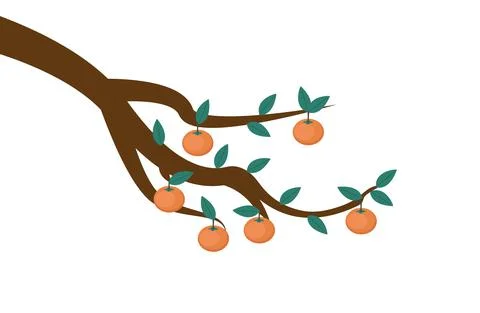 Persimmons on Tree Branch - Several bright orange persimmons hanging from tree Stock Illustration