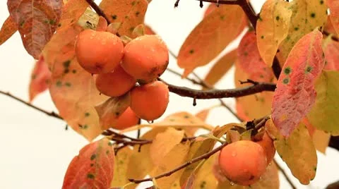 Persimmons on the tree. Stock Footage 8961777