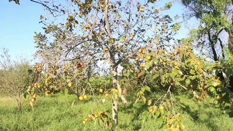 Persimmons on the tree Video stock 83732495