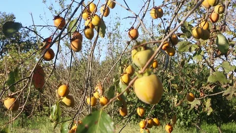 Persimmons on the tree Video stock 83732520