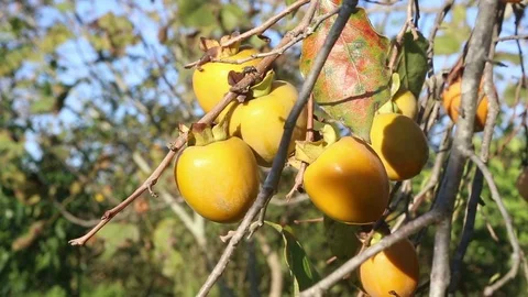 Persimmons on the tree Video stock 83732572