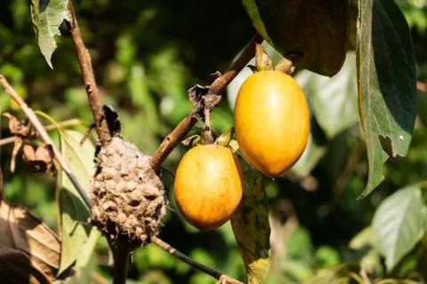 Persimmons on the tree Stock Photos