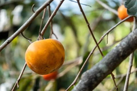 Persimmons on the tree Stock Photos