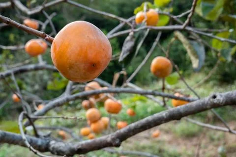 Persimmons on the tree Stock Photos