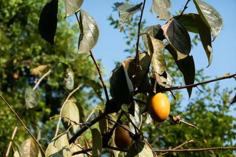 Persimmons on the tree Stock Photos