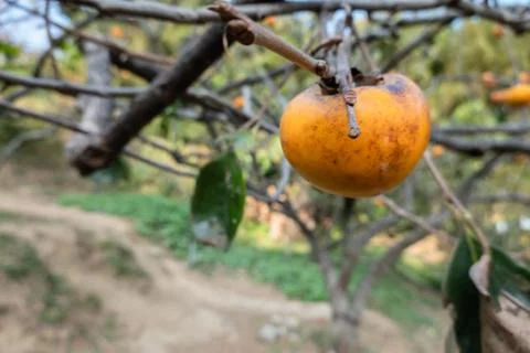 Persimmons on the tree Stock Photos