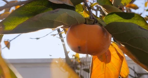 Persimone tree in garden outdoor Stock Footage 100490482