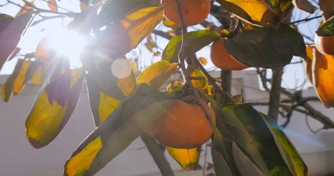 Persimone tree in garden outdoor 库存影片 100490717
