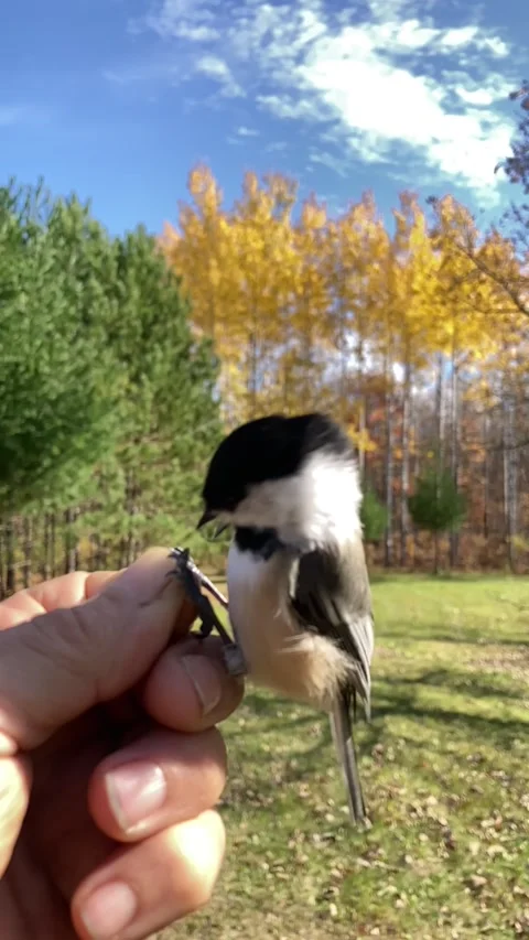 Persistant Chickadee tries to get seed from hand- slowmo vertical video Video stock 144457874