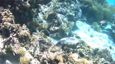 Persistent Green Sea Turtle Feeding Despite Attacks by Territorial Farmerfish in Stock Footage 340251475