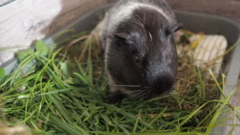 The persistent guinea pig gnaws its way through thick clover 動画素材 278094381