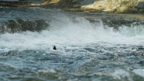 Persistent Salmon Jumping over Churning River Barrier Stock-Footage 344031131