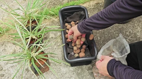 Person adding expanded clay pebbles to a planter for drainage Vídeos de archivo 331090208