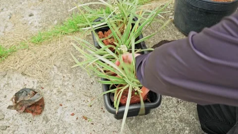 Person adding soil to a plant pot with a trowel 스톡 동영상 331089517
