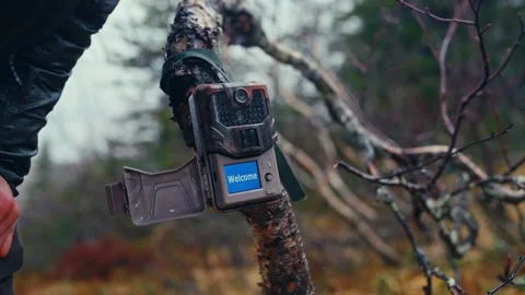 A Person is Adjusting a Trail Camera on a Tree Branch in Reinsjøen, Åfjord Stock Footage 310588518